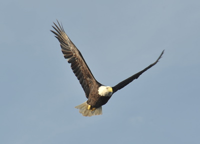 D70_1978.Eagle.V